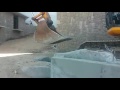 JCB TEST SÜRÜŞÜ