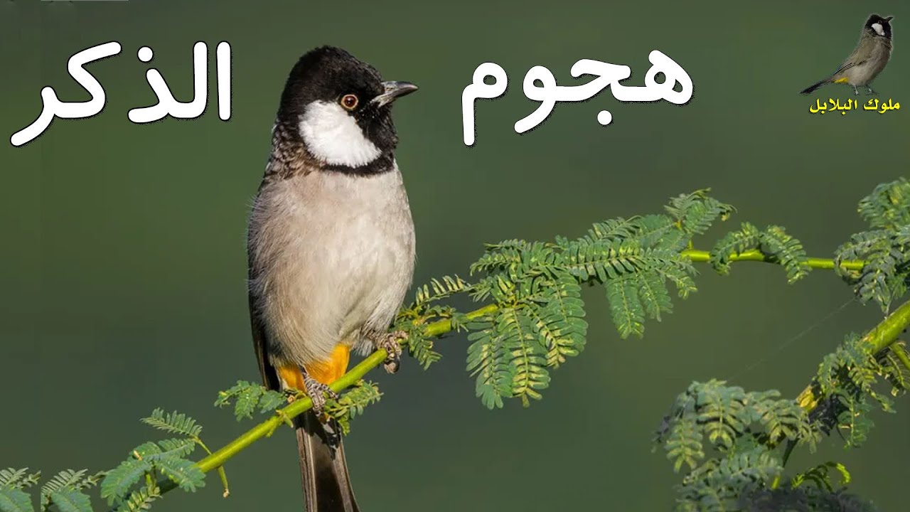 هجوم ذكور البلابل على ذكر البلبل الجديد