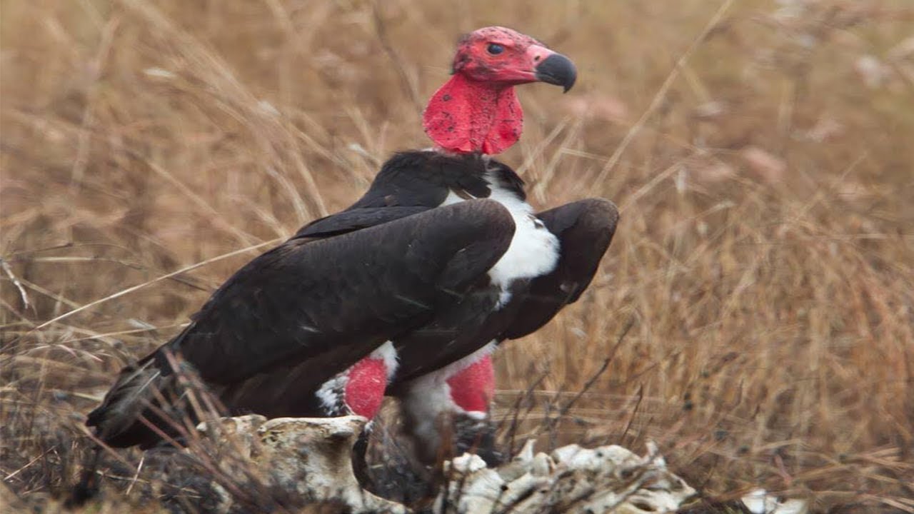 សត្វត្មាតមានប្រយោជន៍សម្រាប់បរិស្ថាននិងមនុស្ស Vulture is very useful