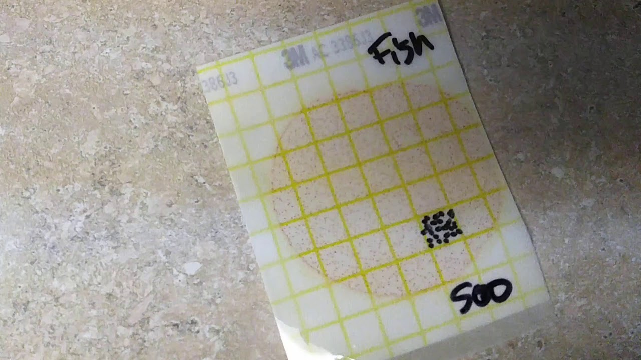 Testing hand sanitizer to see if it can kill bacteria - YouTube