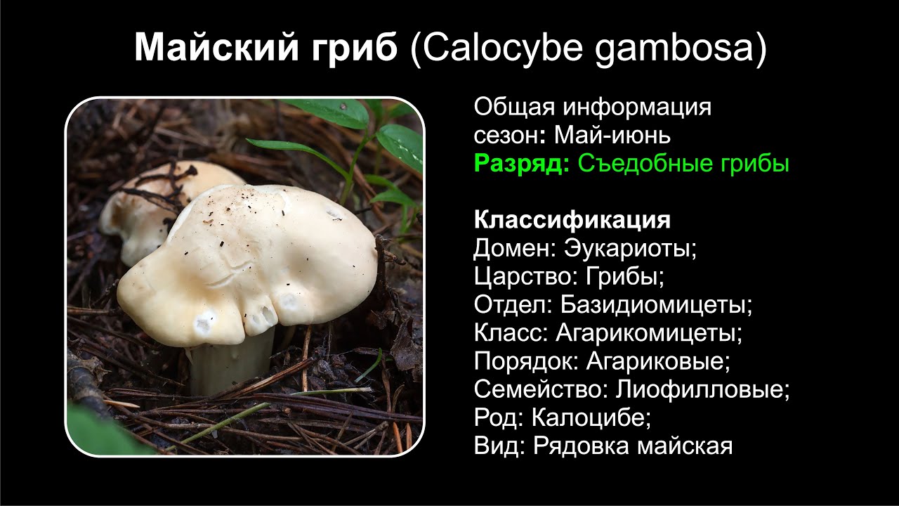 Майский гриб (Сalocybe gambosa)