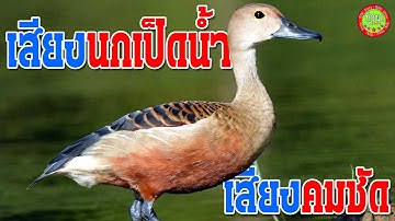 นกเป็ดน้ำ นกเป็ดแดง เสียงนกเป็ดน้ำ ชัด100% เสียงนกเป็ดต่อกลางคืน ได้ผล100% เสียงนกเป็ดใหม่ล่าสุด
