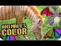 LAS 5 VARIACIONES DE COLOR MÁS RARAS EN LOS ANIMALES