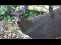 【生け獲り】野生の鹿でロースト/くくり罠/Self-Sufficient/