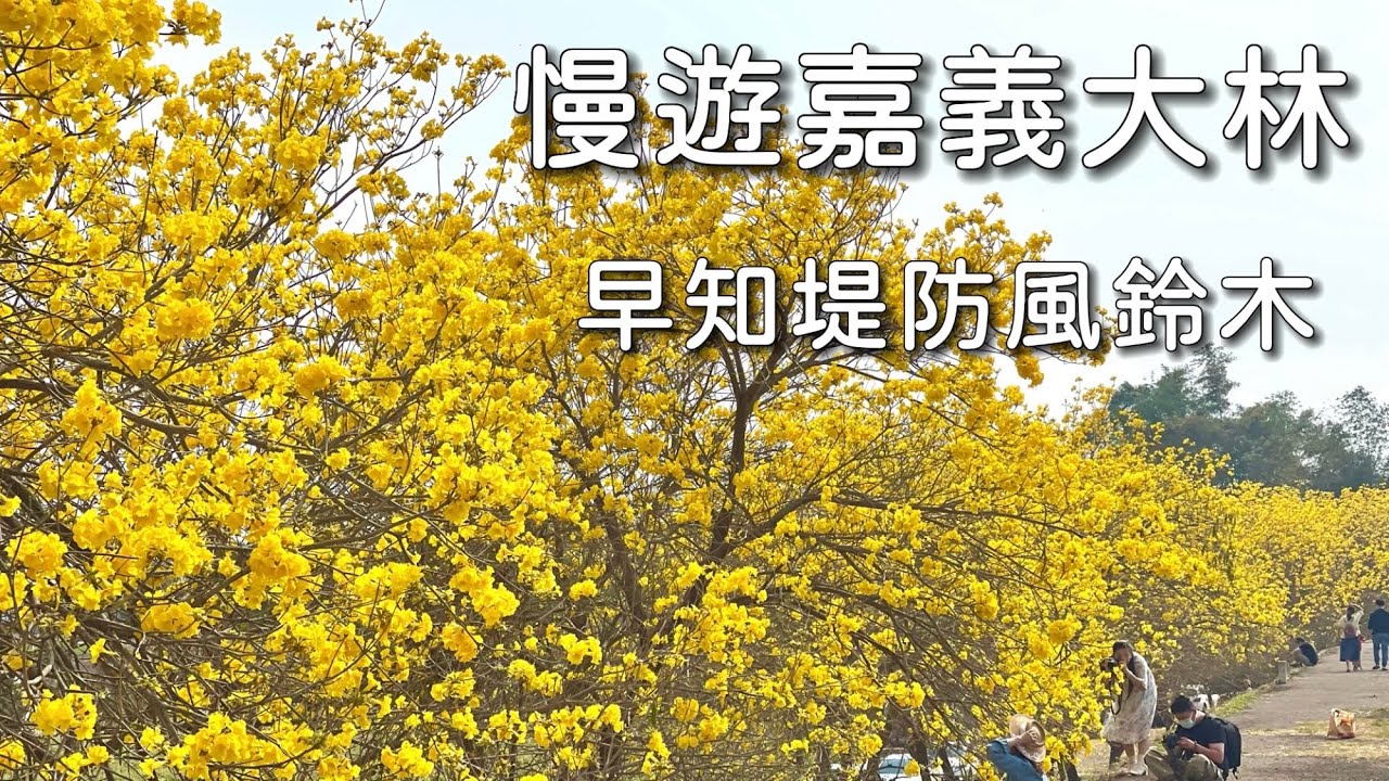 慢遊大林早知堤防黃花風鈴木｜風鈴木花海秘境，景點路線介紹｜台灣嘉義觀光旅遊景點推薦