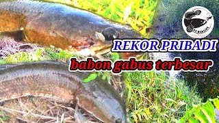 TERCIDUK NYA BABON PENGHUNI SUNGAI KERUH‼️ CASTING GABUS BABON UMPAN SOFT FROG screenshot 2