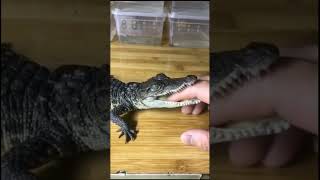 what happen when put finger in Crocodile mouth?