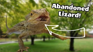 Abandoned Bearded Dragon Gets A Second Chance 😔