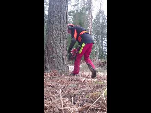Felling a tree with forward lean, Husqvarna 560xpg