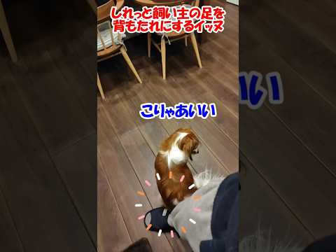 しれっと飼い主の足を背もたれにするイッヌ【コーイケルホンディエ】【保護猫】