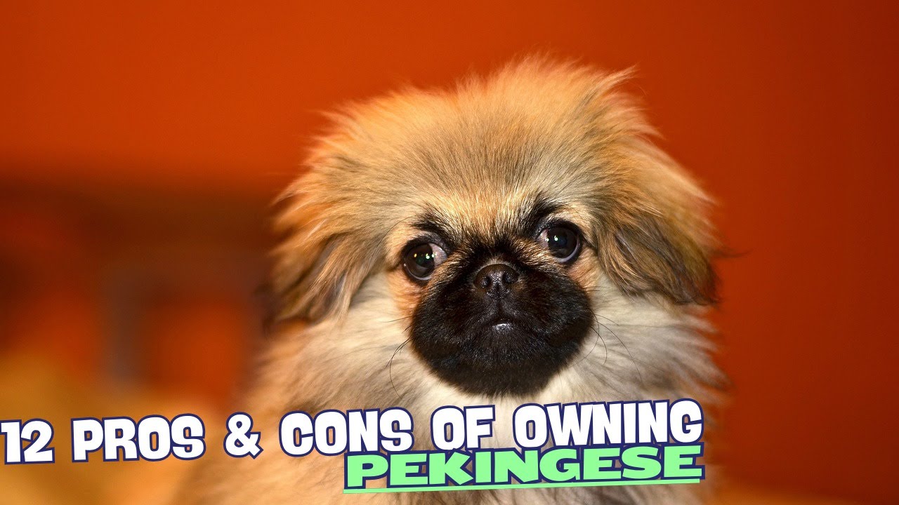 12 Pros & Cons of Owning a Pekingese🐶