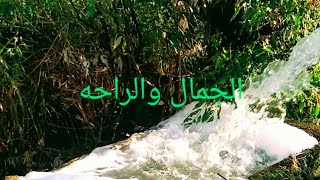 جولة في مزرعتي ونصائح لزارعة الأسطح والبلكوناتازرعجنهسطحكمزرعتيمحصولي