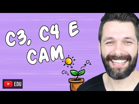 Vídeo: A fixação de carbono é igual ao ciclo de Calvin?