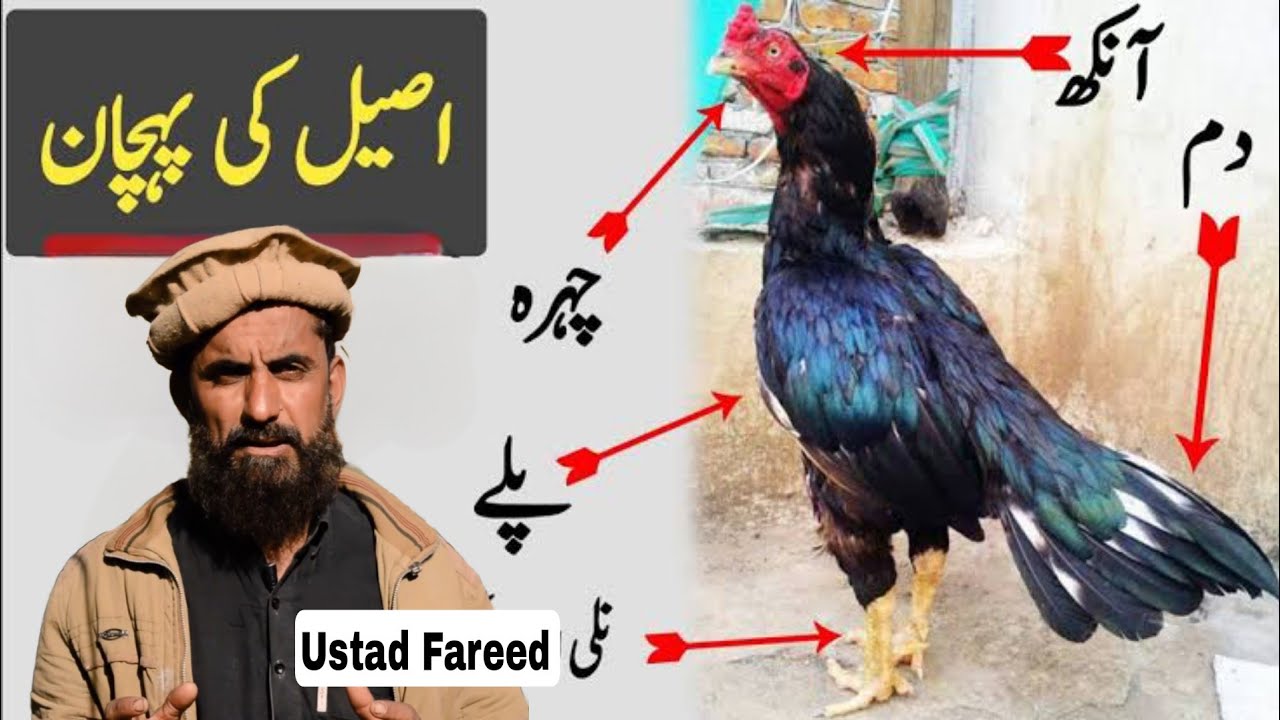 Aseel kiya hai | Aseel murge ki pechan | Jhageeri | Thailandi | Miawali | Amarwa |