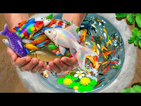 Catch Stranger Freshwater Aquarium Fish in Small Pond, Catfish, Crayfish, Goldfish, Turtle, Guppies