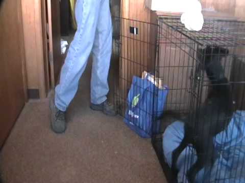 geia bark training 110710.mpg