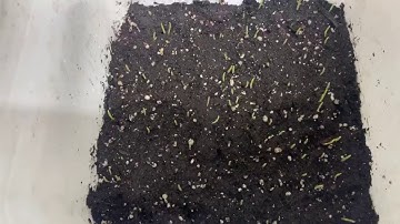 Seed Treat Comparison   Viewfield Wheat