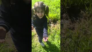 لولو عم تقطف توت  بس من الأرض مو من الشجر   هههههه سمعها