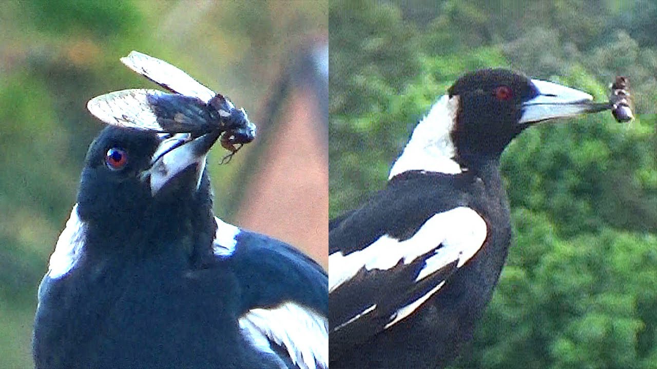 How Magpies Eat Bugs YouTube How Magpies Eat Bugs YouTube