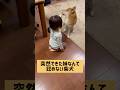 家族になるという事。 #柴犬