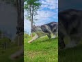 #cats #animal #animals #cat #pets #cute #shortvideo #kitten #catlover #cutecat #animallover #short