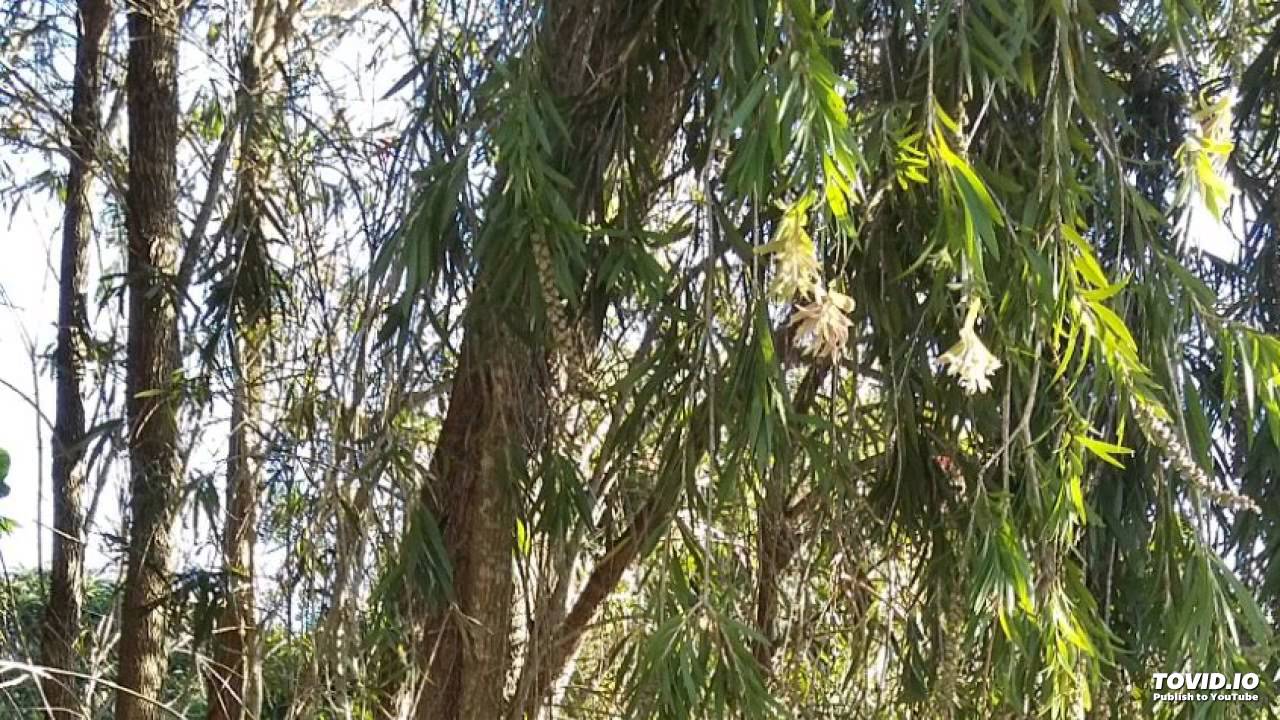 Medals for Mothers YouTube