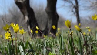 Spring primroses in 4k. Wild tulips (Bieberstein Tulip). Violet tricolor (pansies).