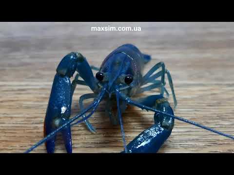 Австралийский красноклешневый рак