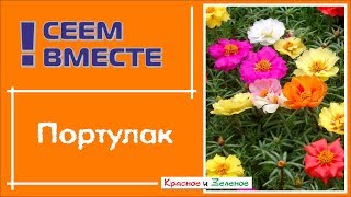 Посев ПОРТУЛАКА  для начинающих. Все тонкости и нюансы.