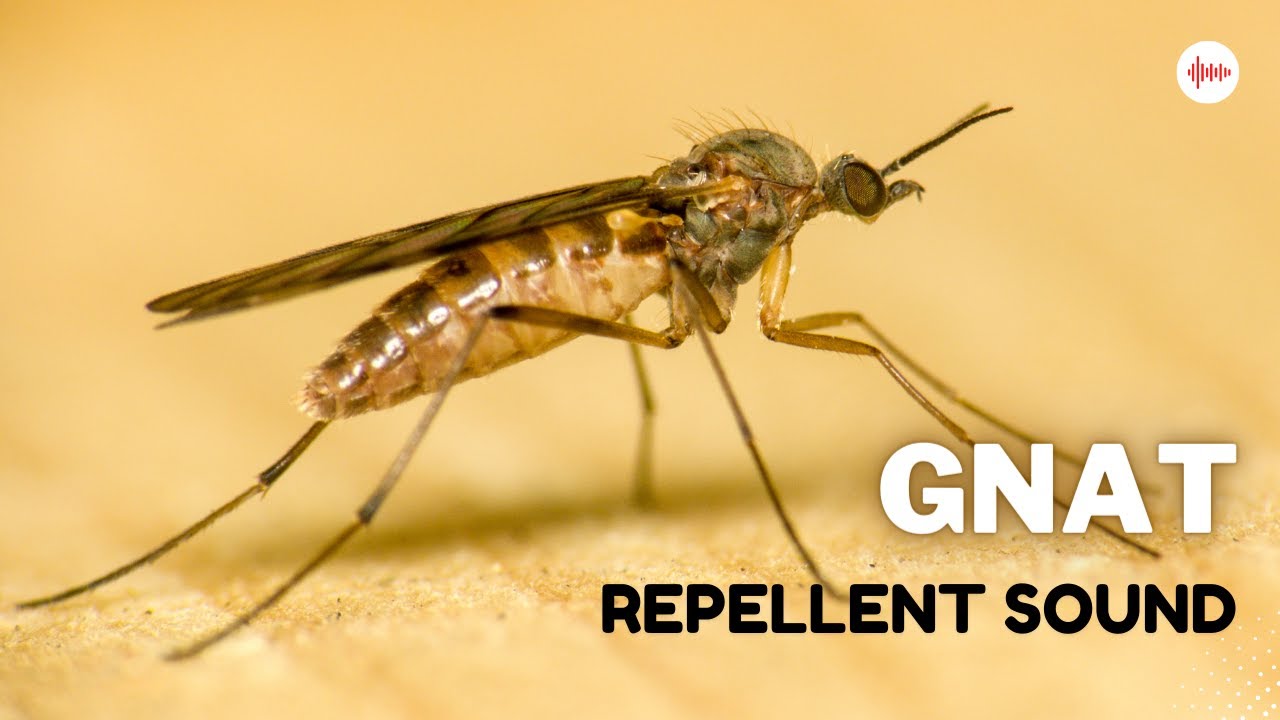 Gnat Repellent Sound YouTube