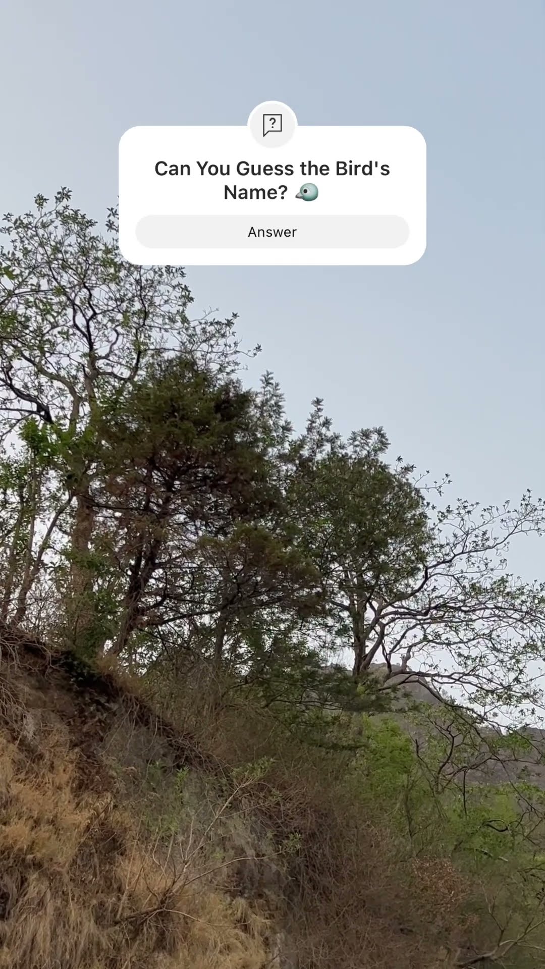  where s the cuckoo listen to the mesmerizing cuckoo bird song but