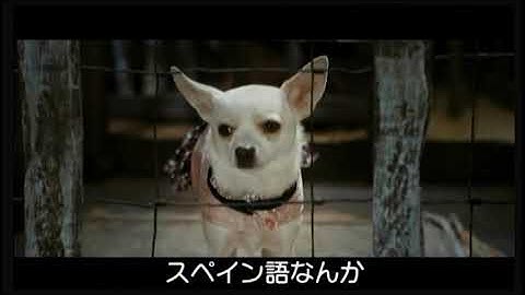 映画「ビバリーヒルズ・チワワ」予告編