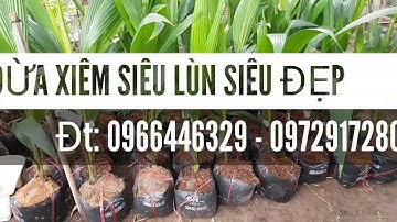 Lô dừa xiêm mới về - Siêu lùn siêu đẹp