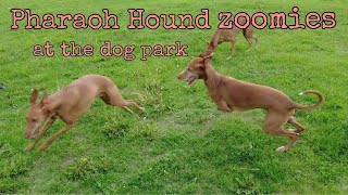 Why I take my Pharaoh Hounds to the dog park  Basic Recall training tips  Kennel Faouziahs