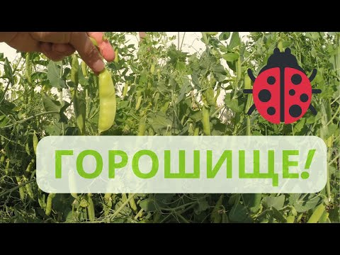 Горох от посадки семян до сбора урожая. Выращивание гороха в открытом грунте. Секреты