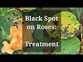 Black spot roses treatment