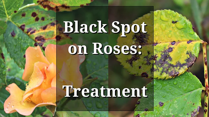 Black Spot Roses Treatment - DayDayNews