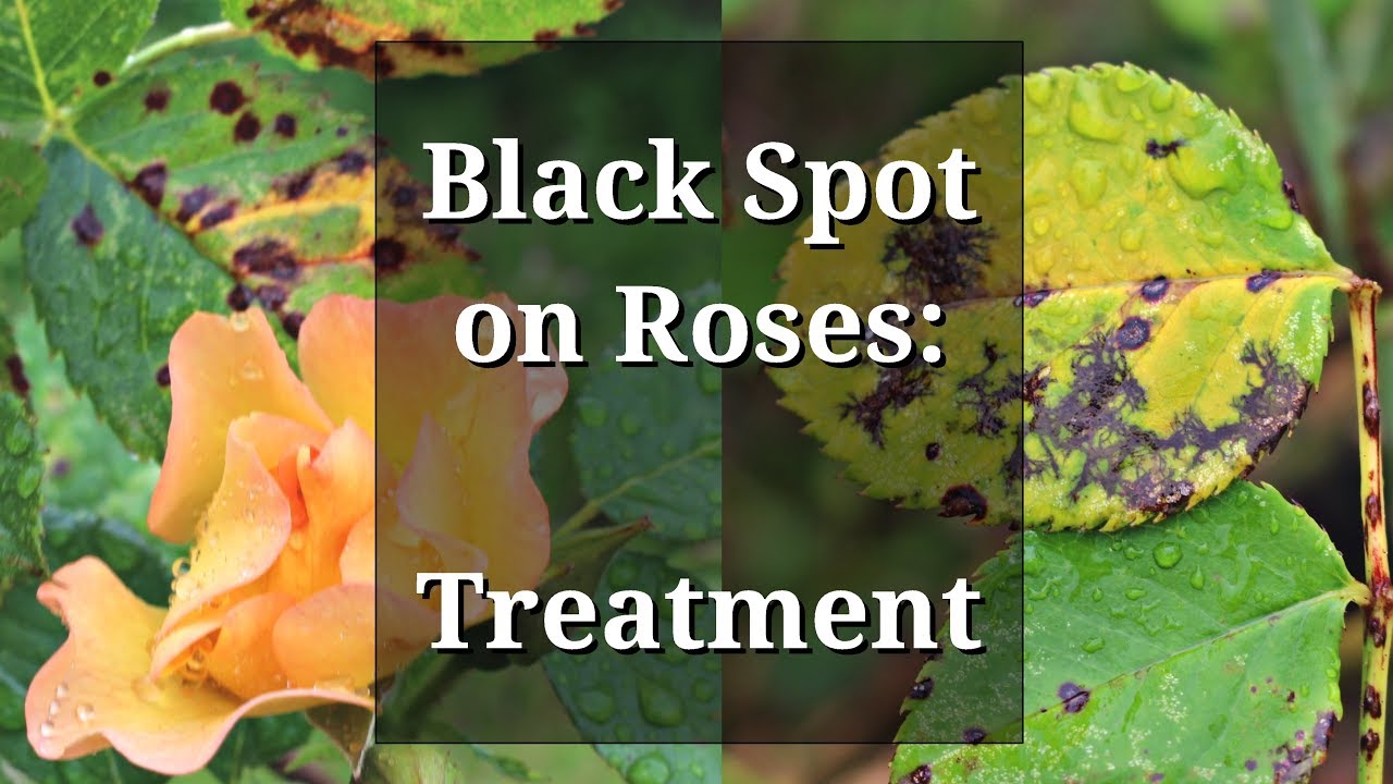 How To Treat Rose Black Spot In 3 Easy Stages