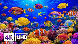 4K Aquarium Relaxation – Beautiful Coral Fish 🐠 Tranquil Underwater Life & Sleep Ambience