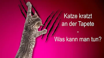 Was hilft gegen Katzen kratzen an der Wand?