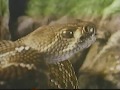 Reptiles y anfibios - National Geographic 1989