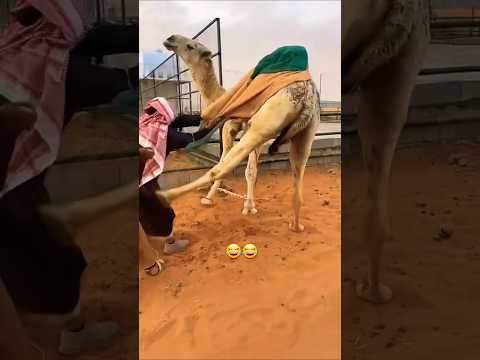 وده يخرج الجلال من فوق البعير Funny 