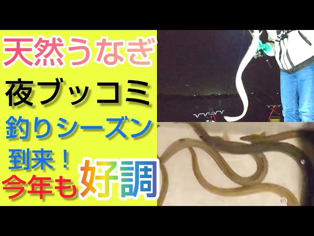 22年ウナギ釣り シーズン到来 今年初釣行はいきなり好調 Youtube 22年ウナギ釣り シーズン到来 今年初釣行はいきなり好調 Youtube
