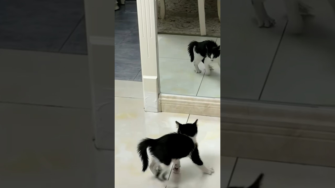 Startled Kitten Arches Back at Its Own Reflection