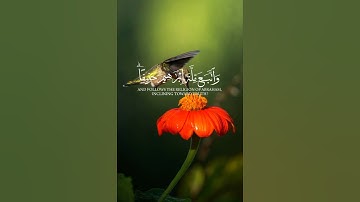 سورة النساء القارئ احمد العجمي 🎧💛 #قران_كريم #اكسبلور #تلاوة_خاشعة