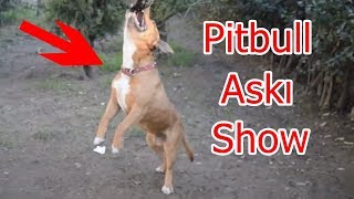 Hep Böyle Bir Pitbullum Olsun İstemişimdir