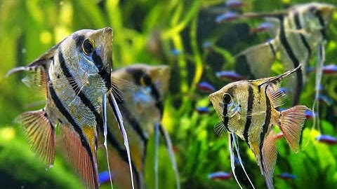 Cá thần tiên Ai Cập - vẻ đẹp thướt tha trong bể cá cảnh