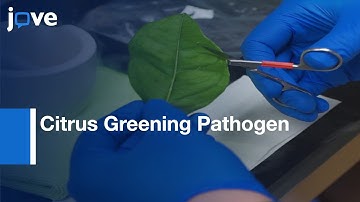 Citrus Greening Pathogen detection by Conventional PCR | Protocol Preview
