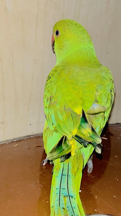 Tatan #talkingparot #parrot #birds #talkingparrot #cute #parrotparrot #cutebird #mitthu #tatan #1m