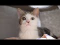 障害のある子猫に人生めちゃくちゃにされた、、毎日泣いてるダメ飼い主でごめんね